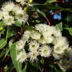 Eucalyptus Radiata Essential Oil