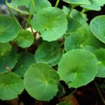 Gotu Kola Oil