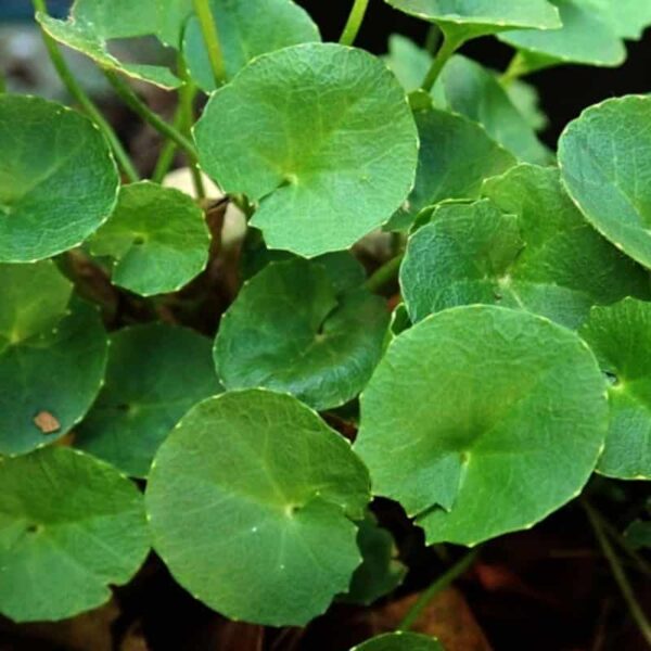 Gotu Kola Oil