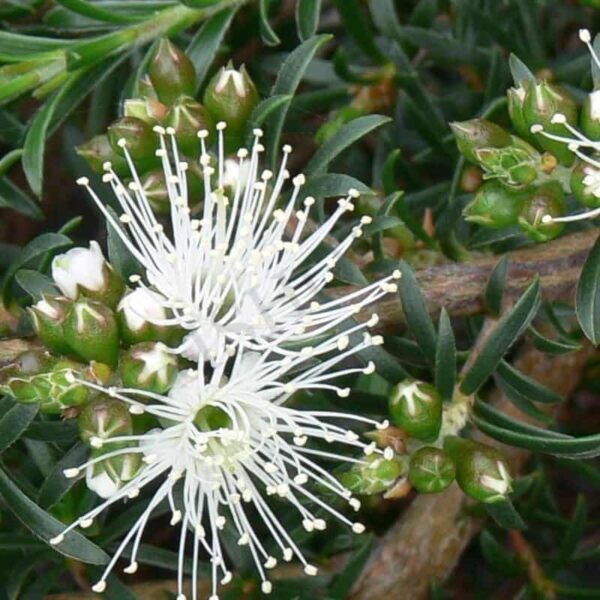 Kunzea Essential Oil