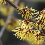 Witch Hazel Hydrosol
