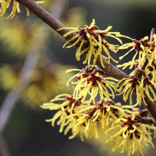 Witch Hazel Hydrosol