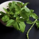 Holy Basil Essential Oil