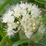 Lemon Myrtle Oil