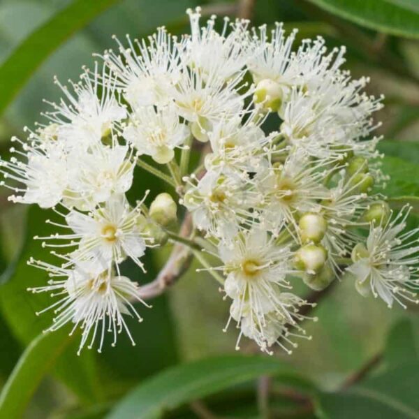 Lemon Myrtle Oil