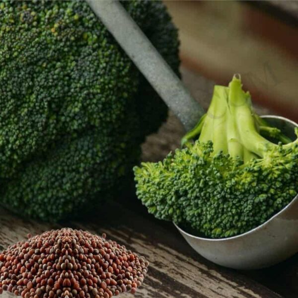 Broccoli Seed Oil