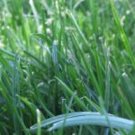 African Bluegrass Essential Oil