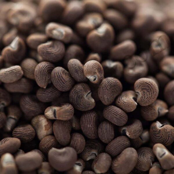 Ambrette Seed Floral Absolute Copy
