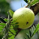 Amla Oil