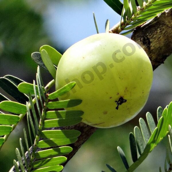 Amla Oil