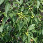 Amyris Essential Oil