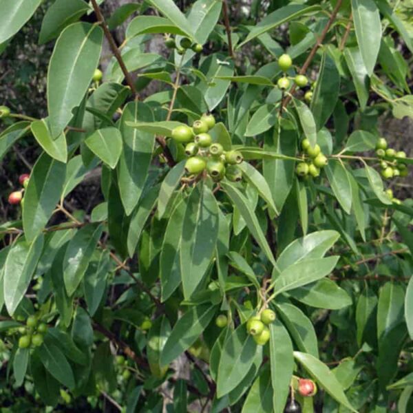 Amyris Essential Oil