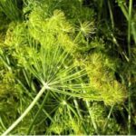 Anethi Essential Oil