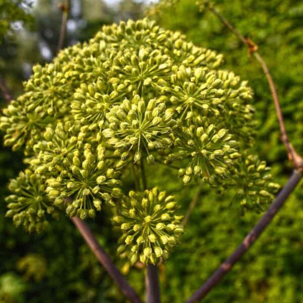 Angelica Hydrosol