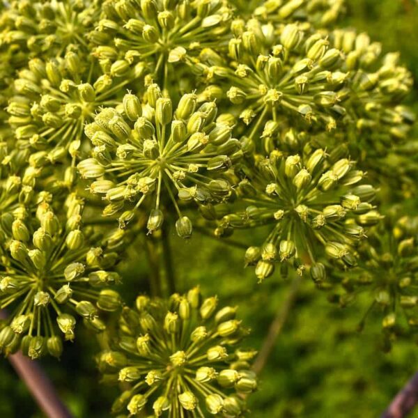 Angelica Root Essential Oil