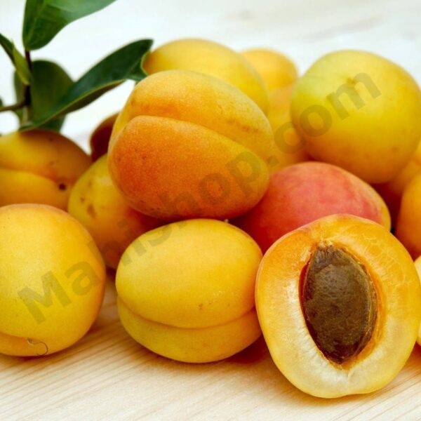 Apricot Oil