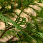 Arborvitae Wild Essential Oil