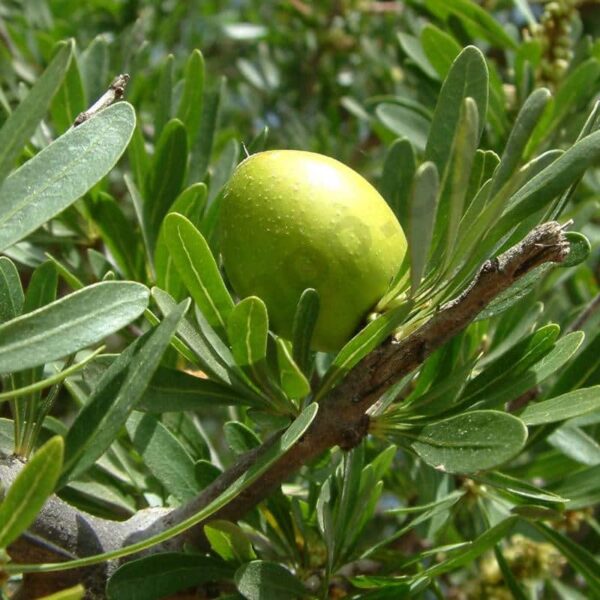 Argan Carrier Oil