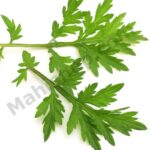Armoise Essential Oil