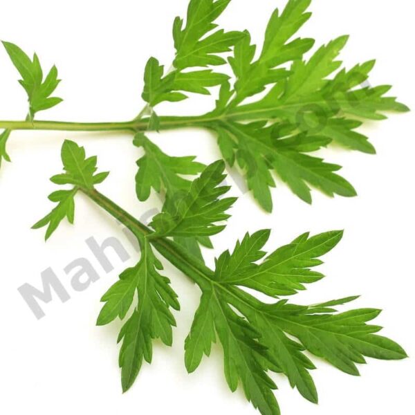 Armoise Essential Oil