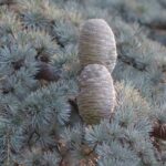 Atlas Cedar Essential Oil