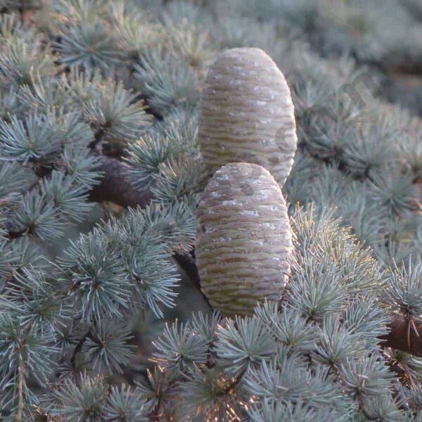Atlas Cedar Essential Oil