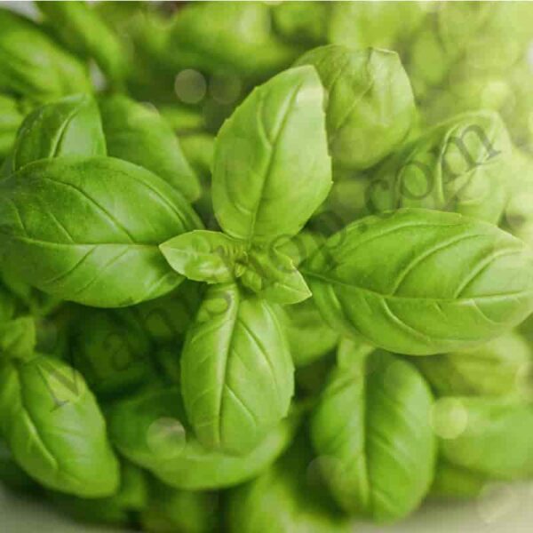 Basil Hydrosol