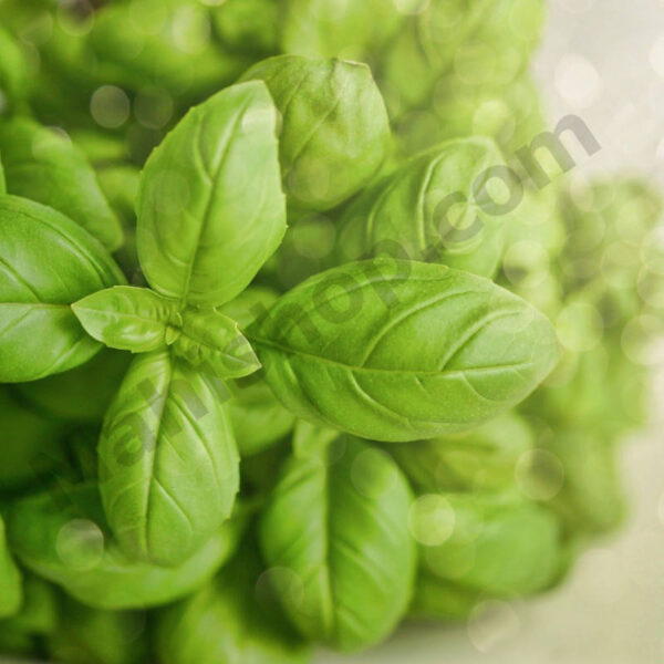 Basil Lemon Essential Oil