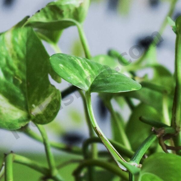 Betel Leaf Essential Oil