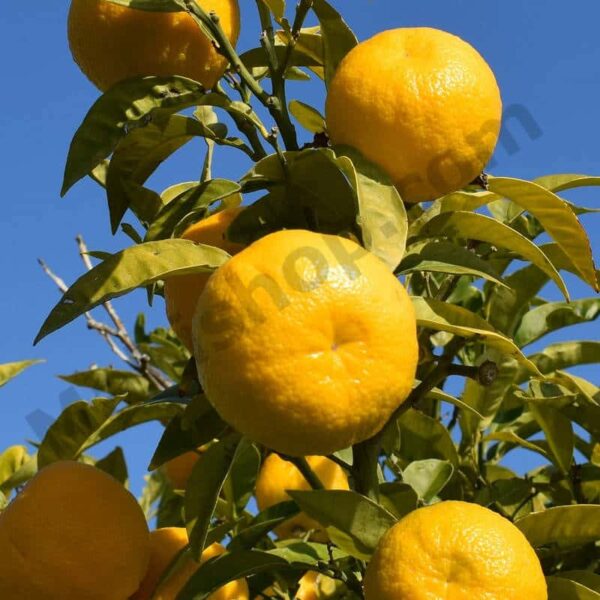 Bitter Orange Essential Oil Min