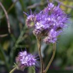 Blue Tansy Essential Oil