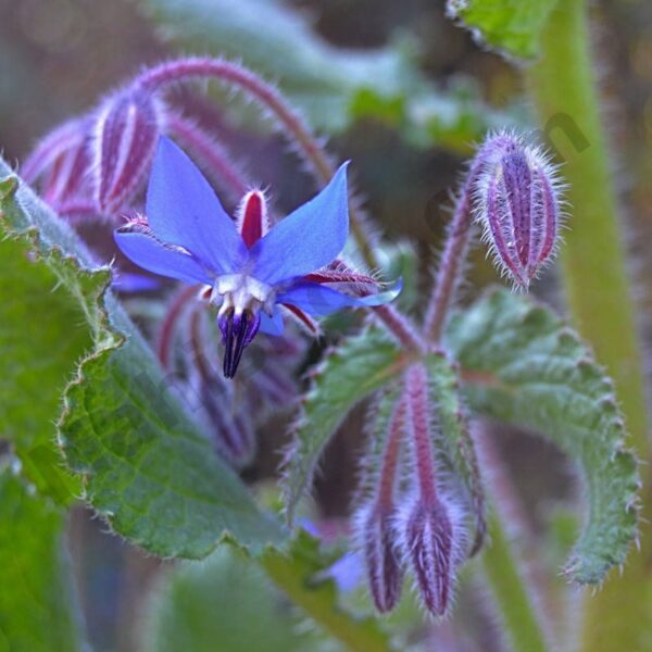 Borage Oil