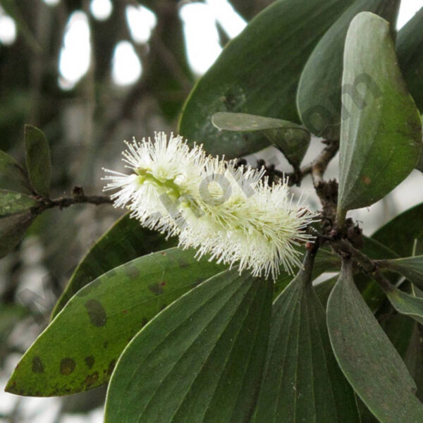 Cajeput Essential Oil