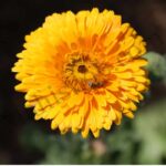 Calendula Floral Absolute