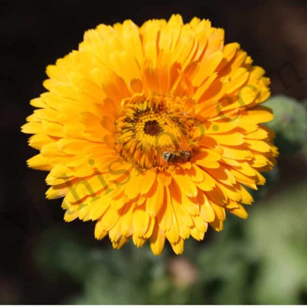Calendula Floral Absolute