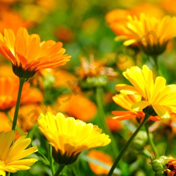 Calendula (infused) Oil