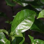 Camphor Essential Oil