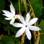 Cape May Essential Oil