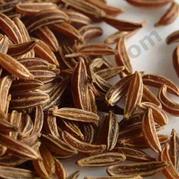 Caraway Essential Oil