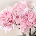Carnation Floral Absolute