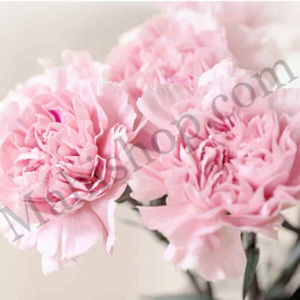 Carnation Floral Absolute