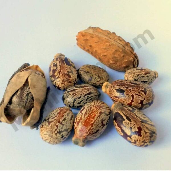 Castor Oil