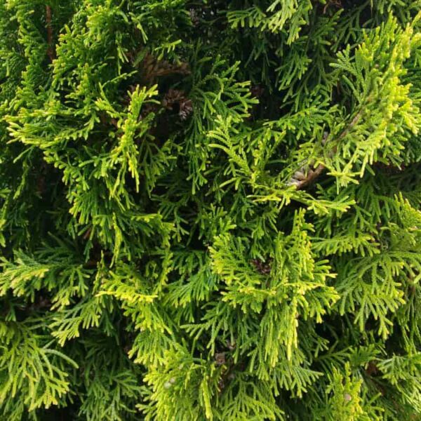 Cedarleaf (thuja) Hydrosol
