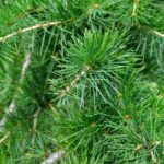 Cedarwood Essential Oil Min