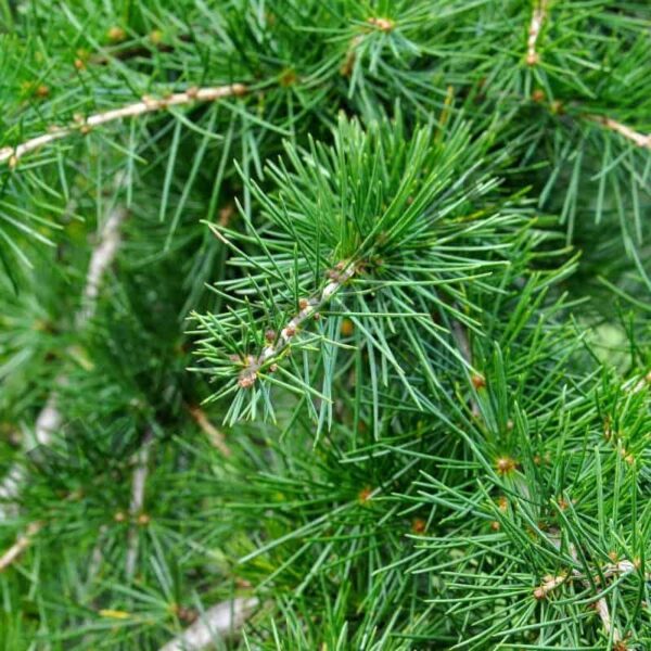 Cedarwood Essential Oil Min