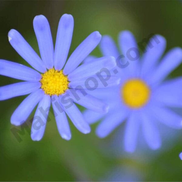 Chamomile Blue Hydrosol