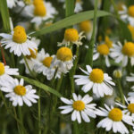 Chamomile German Essential Oil Min