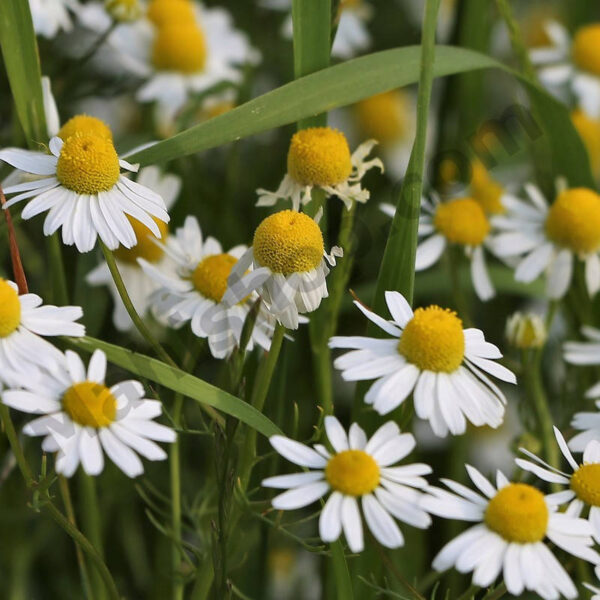 Chamomile German Essential Oil Min