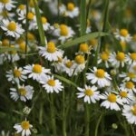 Chamomile German Hydrosol
