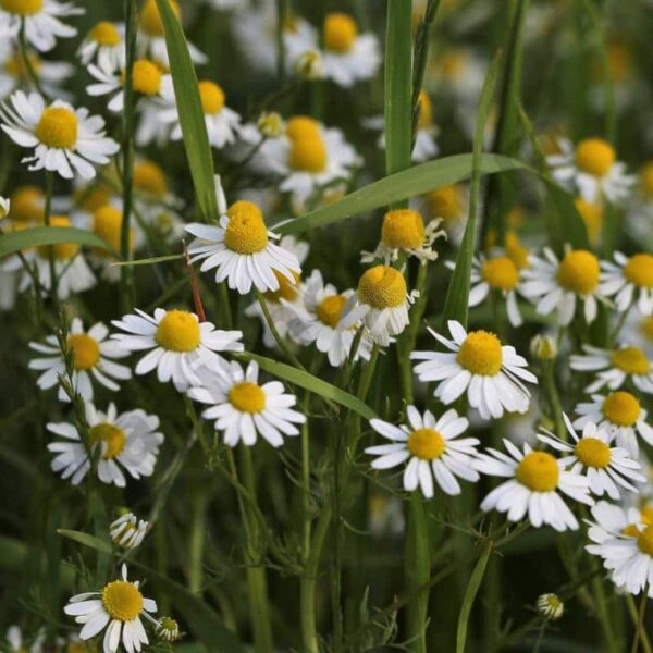 Chamomile German Hydrosol